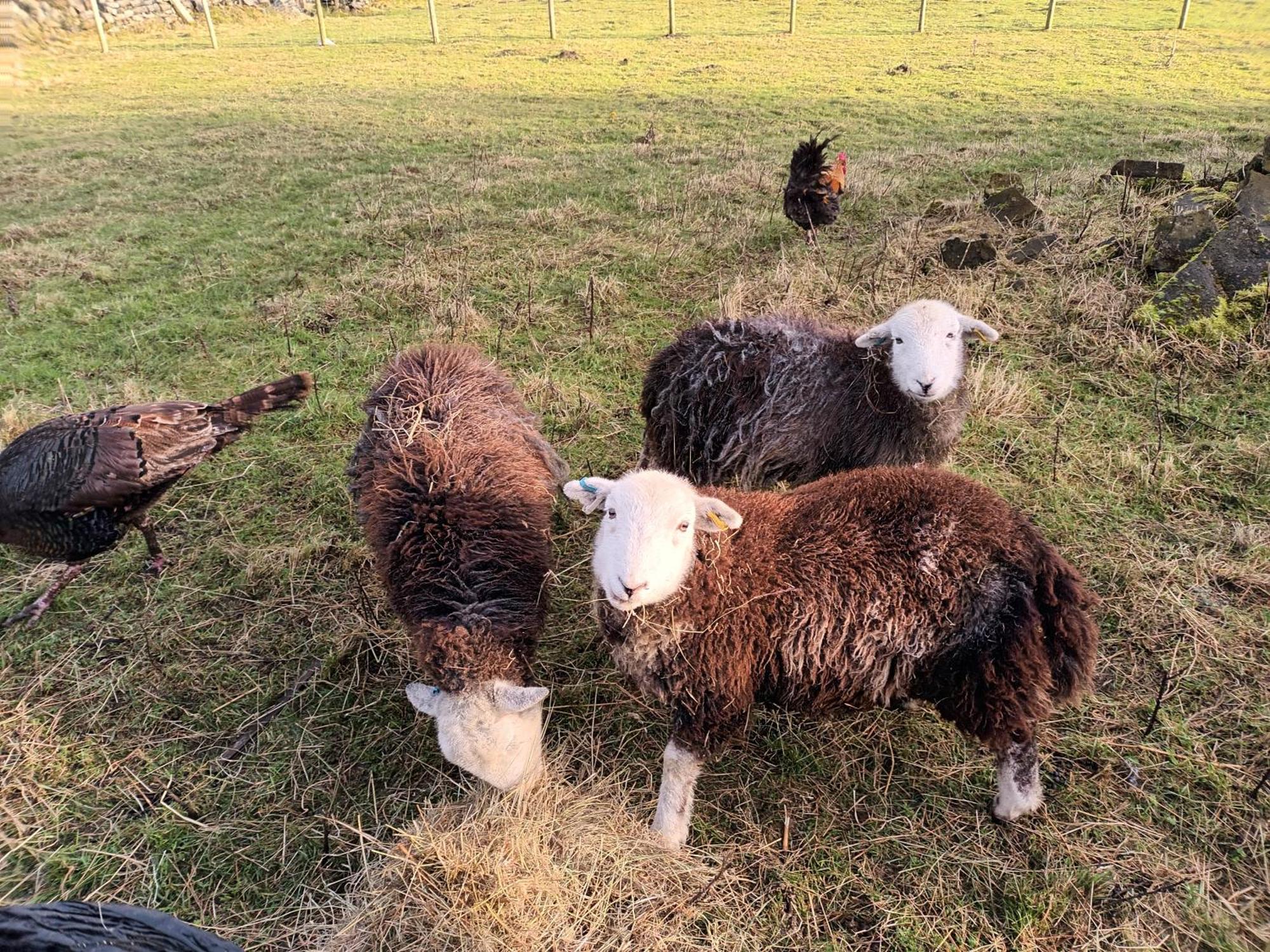 Stones Cottage Farm: Rural Retreat with Gaming Barn and EV Charging Oxenhope Exterior photo